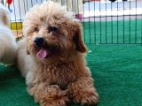 Türkiye'Nin Her Yeri̇ne Tesli̇m Poodle