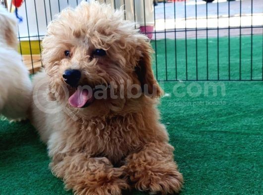 Türkiye'Nin Her Yeri̇ne Tesli̇m Poodle görsel
