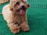 Türkiye'nin Her Yeri̇ne Tesli̇m Poodle