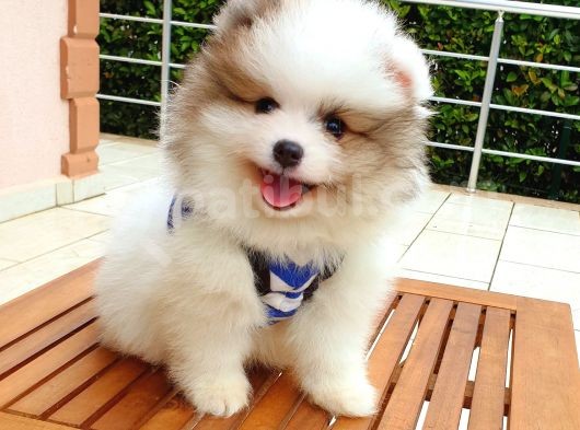 Satılık Pomeranian Boo Teddy Bear Yavrular görsel