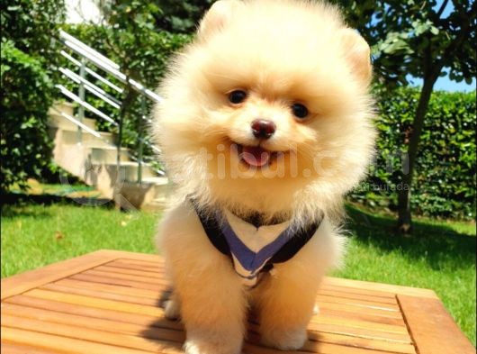 Satılık Pomeranian Boo Teddy Bear Yavrular görsel