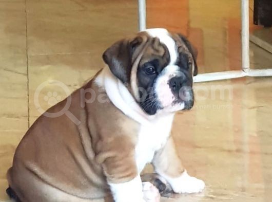 İngiliz Bulldog Yavrularım görsel