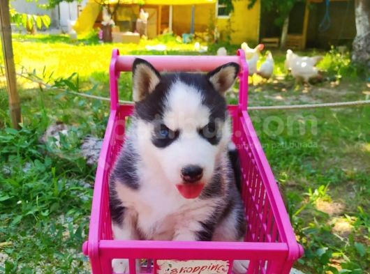 Husky Sibirya Kurdu