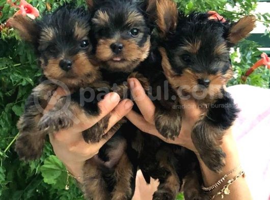 Yorkshire Terrier