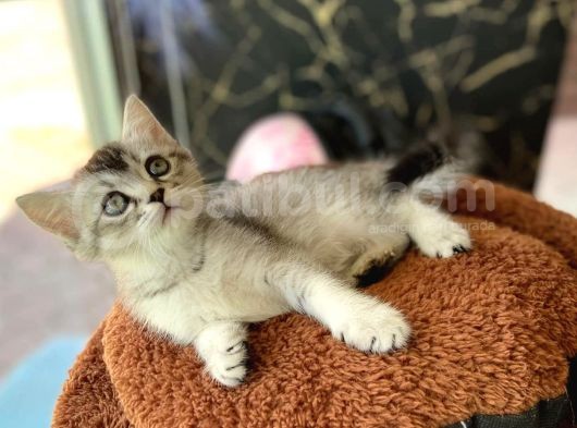British Shorthair  Whiskas görsel