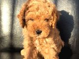 Poodle Yavrularımız Gelmiştir