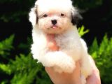 2.5 Aylik Malti̇poo Kizlarimiz