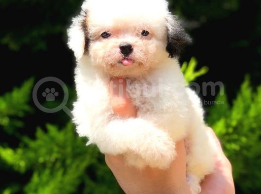 2.5 Aylik Malti̇poo Kizlarimiz görsel