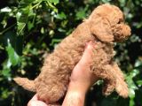 Red Toy Poodle  Dişi Erkek Mevcut Scrli Var Scrsiz Var