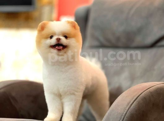 Party Color Pomeranian görsel