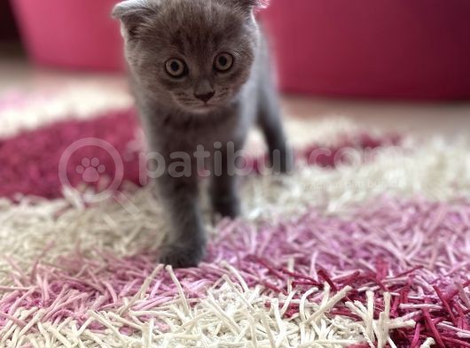 Scottish Fold Yavruları görsel