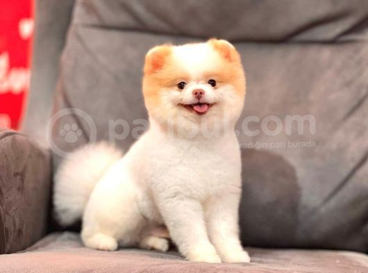 Party Color Pomeranian