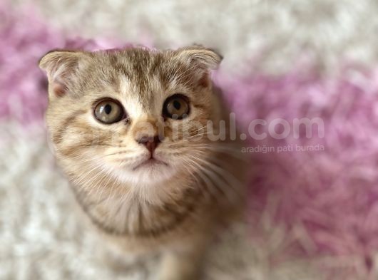 Scottish Fold Yavruları görsel