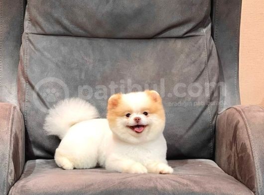 Party Color Pomeranian görsel