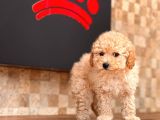Toy Poodle Yavrular