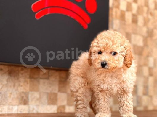 Toy Poodle Yavrular görsel