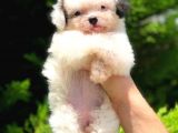 2.5 Aylik Malti̇poo Kizlarimiz