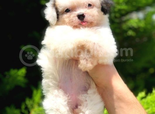 2.5 Aylik Malti̇poo Kizlarimiz görsel