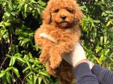 Toy Poodle Yavrular