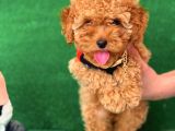 Safkan Toy Poodle Yavrularımız