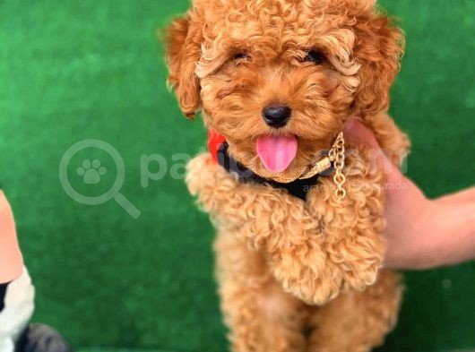 Safkan Toy Poodle Yavrularımız görsel