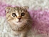 Scottish Fold Yavrular