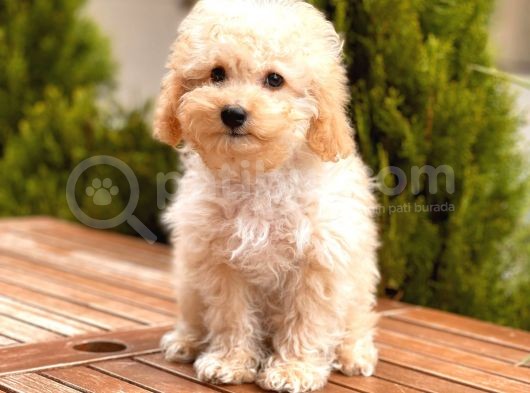 Toy Poodle Yavrular görsel