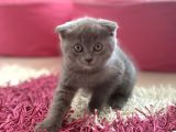 Scottish Fold Yavrular