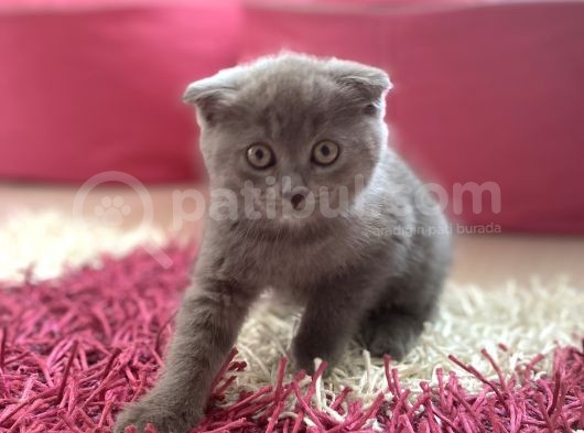 Scottish Fold Yavrular görsel