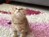 Scottish Fold Yavrular