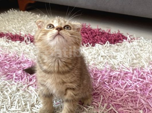 Scottish Fold Yavrular görsel