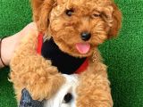 Safkan Toy Poodle Yavrularımız