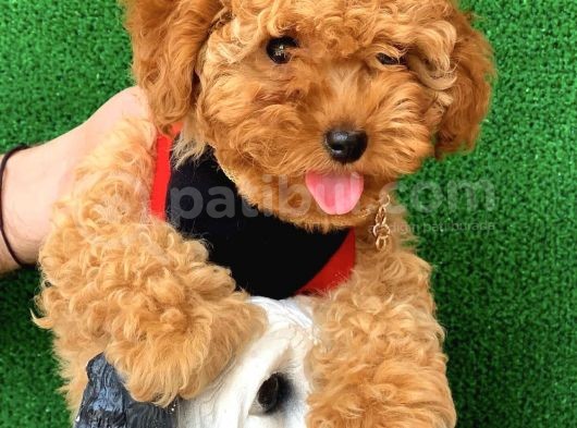 Safkan Toy Poodle Yavrularımız görsel