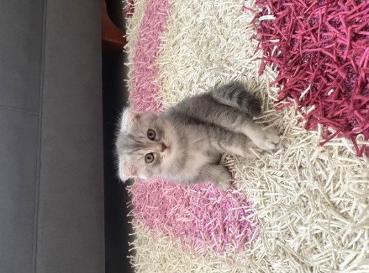 Scottish Fold Yavrular