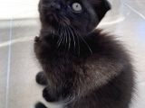 Scottish Fold Yavruları
