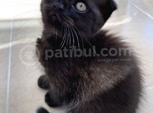 Scottish Fold Yavruları görsel