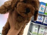 Safkan Erkek Redbrown Toy Poodle Yavrumuz