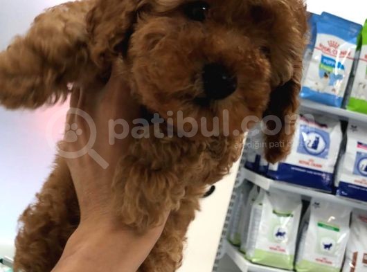 Safkan Erkek Redbrown Toy Poodle Yavrumuz görsel