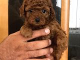 Sakfan Macar Toy Poodle Kizimiz