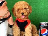 Safkan Toy Poodle Yavrularımız