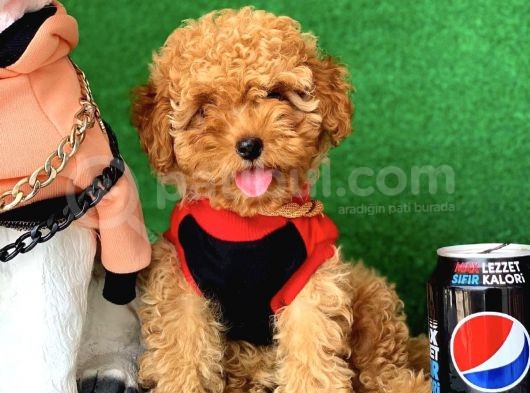 Safkan Toy Poodle Yavrularımız görsel