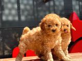 Toy Poodle Yavrular