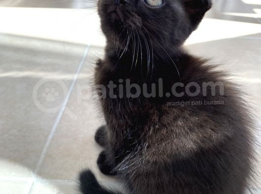 Scottish Fold Yavrular görsel