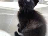 Scottish Fold Yavruları