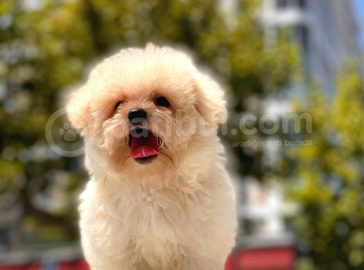 Kore Maltipoo Yavrularımız görsel