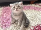 Scottish Fold Yavruları