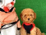 Safkan Toy Poodle Yavrularımız