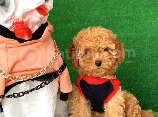 Safkan Toy Poodle Yavrularımız