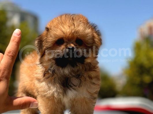 Micro Maltipoo Bebekler görsel