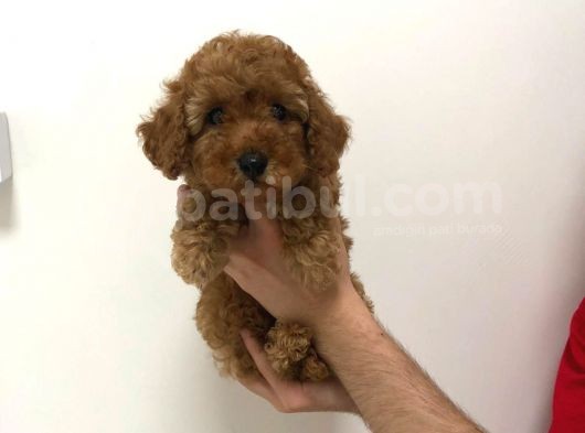 Safkan Erkek Redbrown Toy Poodle Yavrumuz